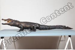 Whole Body Crocodile